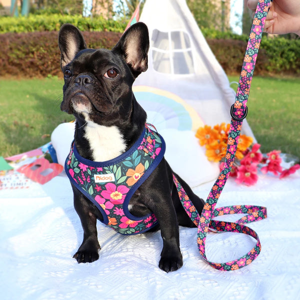 Printed Mesh Harness and Leash Set for French Bulldogs and Pugs