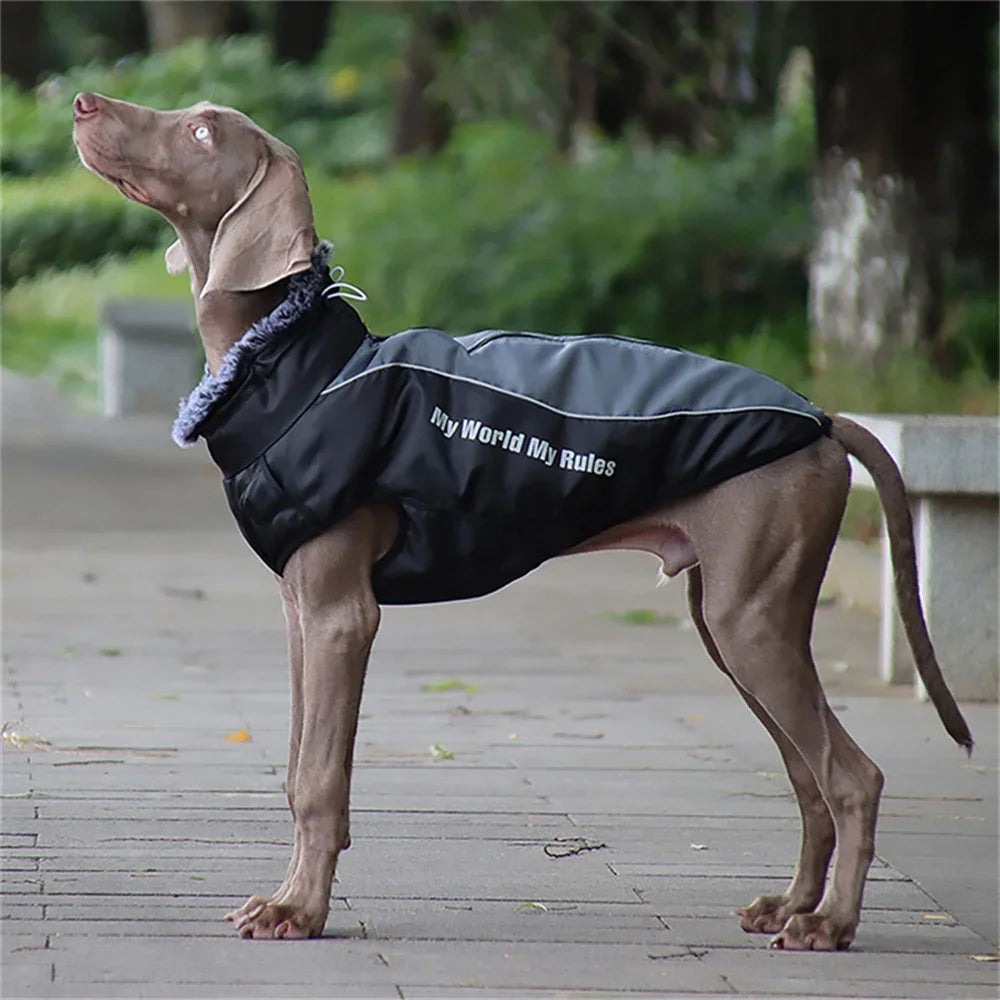 Fur Collar Winter Coat for Medium and Large Dogs