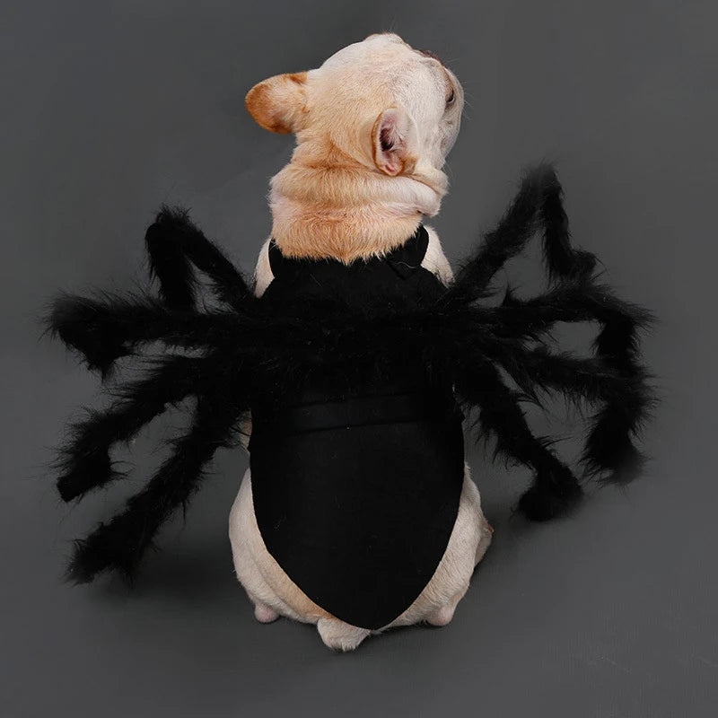 Halloween Spider Costume for Cats and Small Dogs