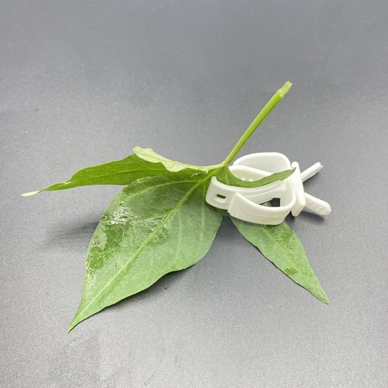 Parrot Fruit and Cuttlefish Bone Clip Holder