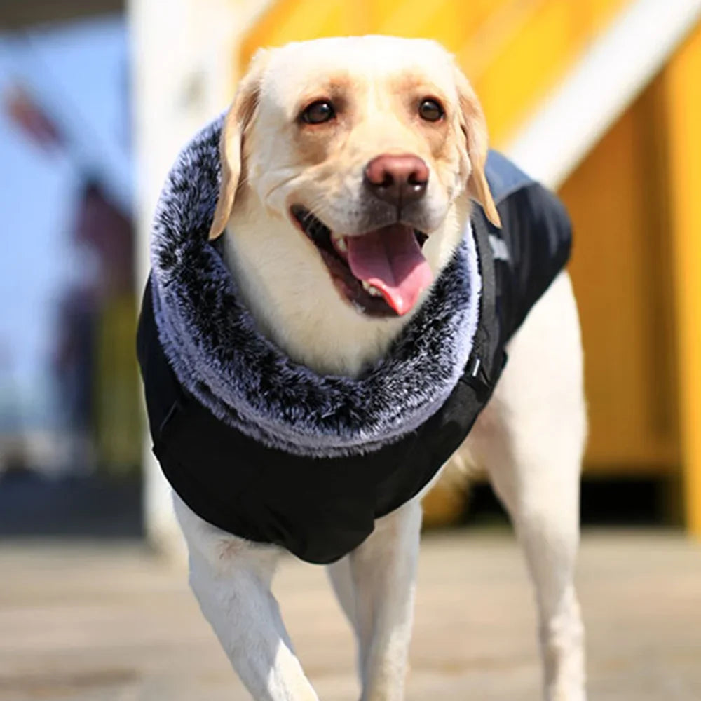 Fur Collar Winter Coat for Medium and Large Dogs