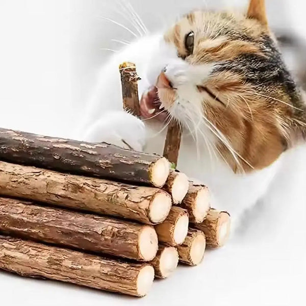 Natural Catnip Chew Sticks for Dental Play