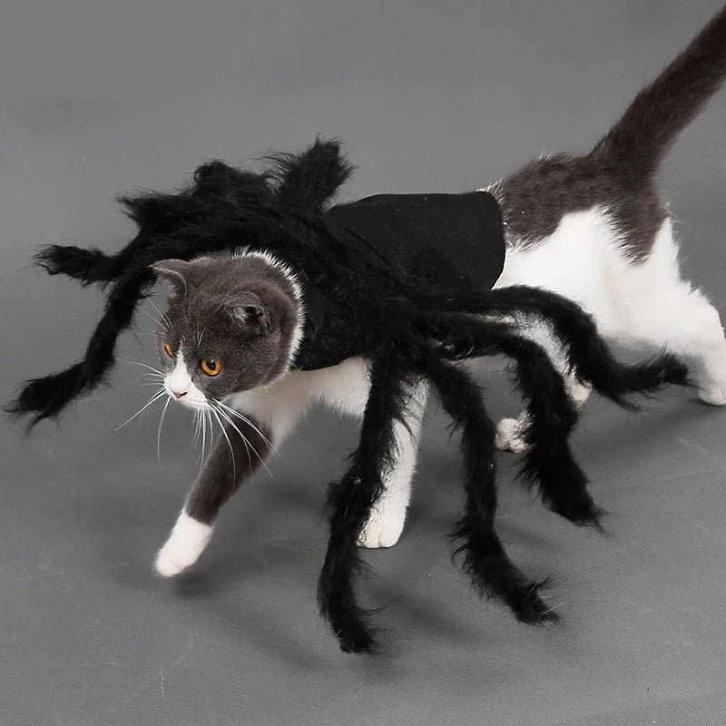 Halloween Spider Costume for Cats and Small Dogs